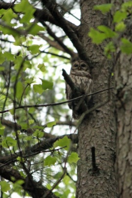 Barred owl just above the deck