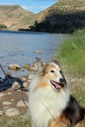 Colorado River Dog Benji