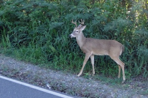 Did our backyard deer alert them we were in town?