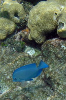 Blue reef fish