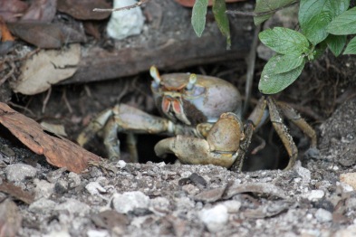 Giant land crab