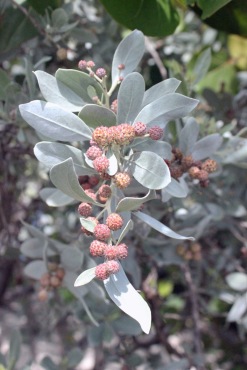 Silver buttonwood