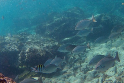 Coco Cay snorkel.