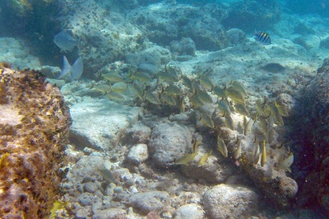 Coco Cay snorkel.