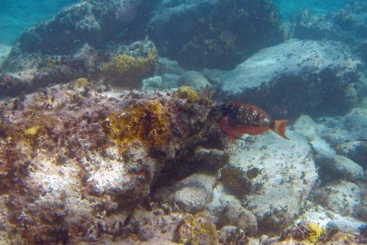 Coco Cay snorkel