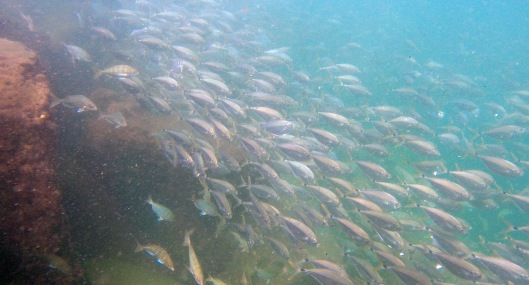 Schools and schools of baitfish