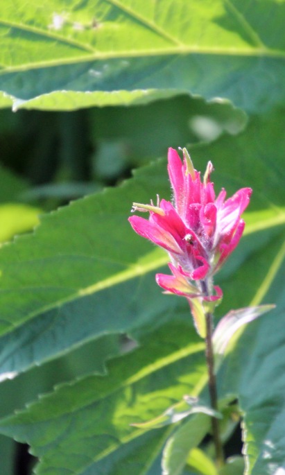 a Indian paintbrush 2