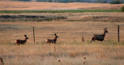 Mule deer out for a morning stroll
