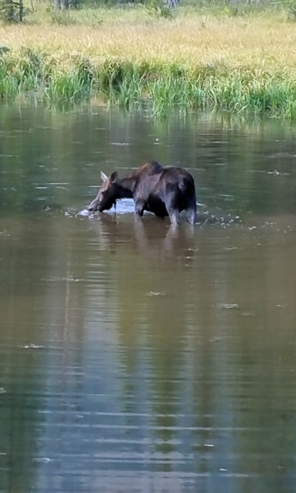 a Moose ponds