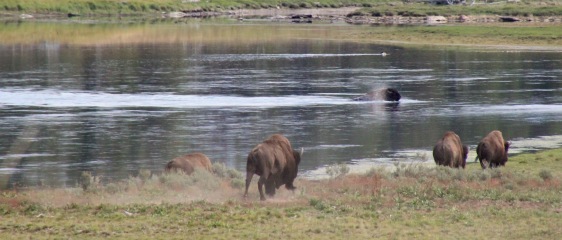 Bison swim