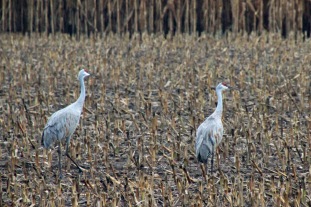 ~Sandhill cranes Rural MI (5)