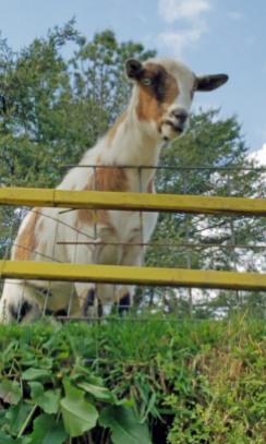 ~Goats on the Roof (171)