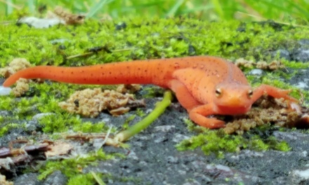 ~Red Salamander