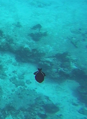 ~Cozumel black triggerfish 2