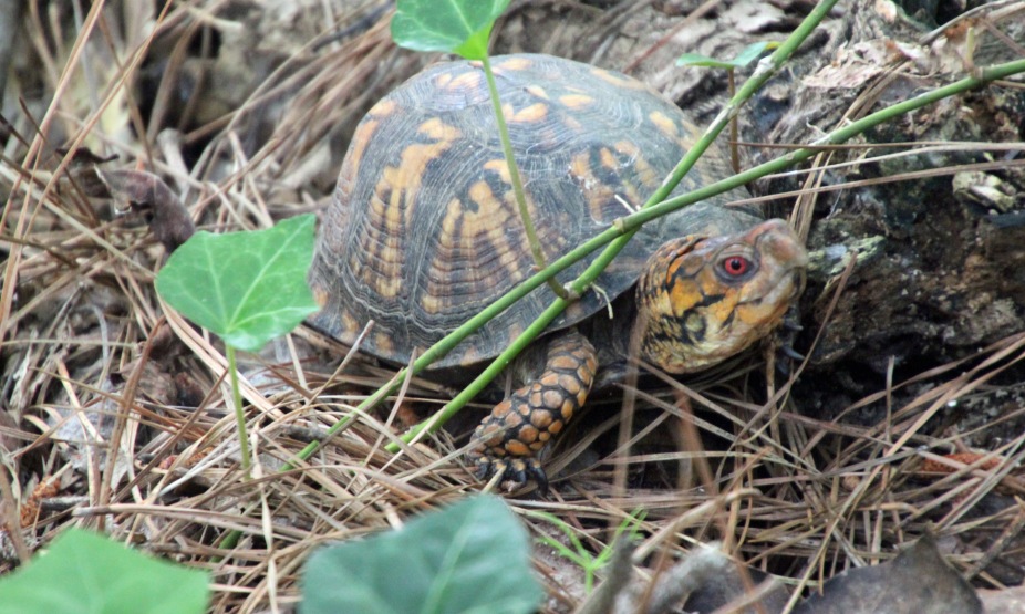 Box turtle backyard (2)